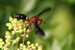 Unidentified Bees and Wasps