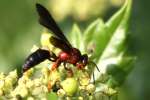 Unidentified Bees and Wasps