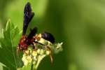 Unidentified Bees and Wasps