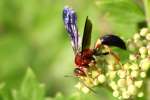 Unidentified Bees and Wasps