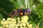 Sand Wasp