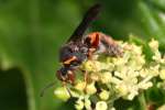 Sand Wasp