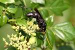 Unidentified Bees and Wasps