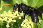 Unidentified Bees and Wasps