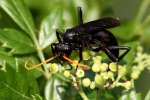 Unidentified Bees and Wasps