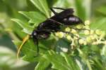 Unidentified Bees and Wasps