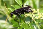 Unidentified Bees and Wasps