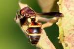 Unidentified Bees and Wasps