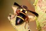 Unidentified Bees and Wasps