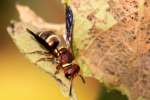 Unidentified Bees and Wasps