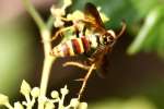 Unidentified Bees and Wasps