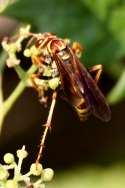 Unidentified Bees and Wasps