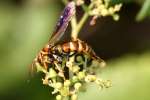 Unidentified Bees and Wasps