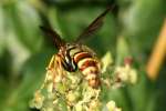 Unidentified Bees and Wasps