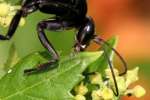 Great Black Wasp