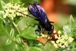 Great Black Wasp