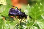 Great Black Wasp