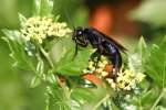 Great Black Wasp