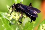 Great Black Wasp