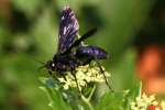 Great Black Wasp