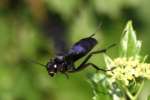 Great Black Wasp