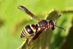 Unidentified Bees and Wasps