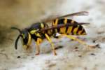 Eastern Yellowjacket