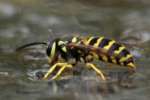 Eastern Yellowjacket