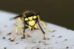 Eastern Yellowjacket