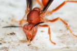 Paper Wasp