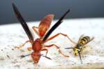 Paper Wasp