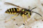 Eastern Yellowjacket