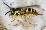 Eastern Yellowjacket