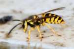 Eastern Yellowjacket