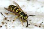 Eastern Yellowjacket