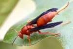 Paper Wasp