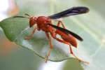 Paper Wasp