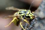 Southern Yellow Jacket