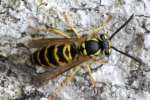 Eastern Yellowjacket