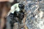 Eastern Carpenter Bee