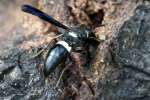 Mason Wasp