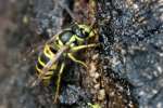 Eastern Yellowjacket