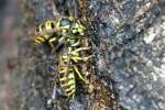 Eastern Yellowjacket