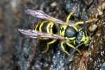 Eastern Yellowjacket