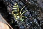 Eastern Yellowjacket