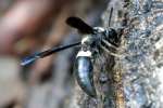 Mason Wasp