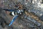 Mason Wasp