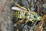 Southern Yellow Jacket