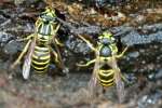 Southern Yellow Jacket