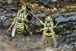 Eastern Yellowjacket